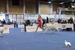 IHA_Wels_2019_10