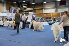 IHA_Wels_2019_15