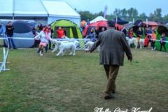 Komarom_Derby_CACIB_Show_22.10.2017_Bild_005-1