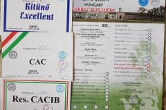 Komarom_Derby_CACIB_Show_22.10.2017_Bild_008