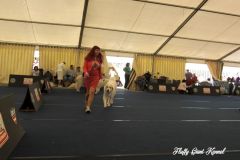 WORLD_DOG_SHOW_Salzburg_2012_Bild_010