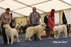 WORLD_DOG_SHOW_Salzburg_2012_Bild_014