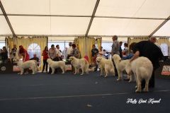 WORLD_DOG_SHOW_Salzburg_2012_Bild_015