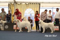 WORLD_DOG_SHOW_Salzburg_2012_Bild_016