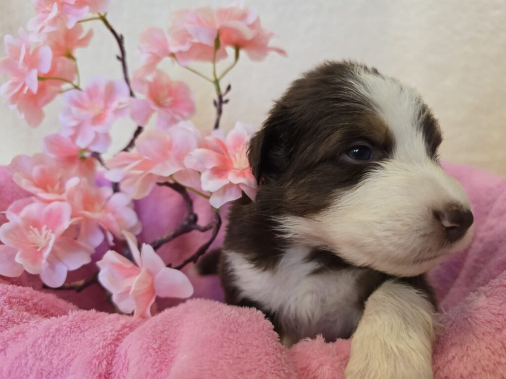 Australian Shepherd Welpe in Red Tri aus dem Sommer 2026 Wurf, liegend auf einer Decke zwischen Kirschblüten – Zuchtstätte Fluffy Giant