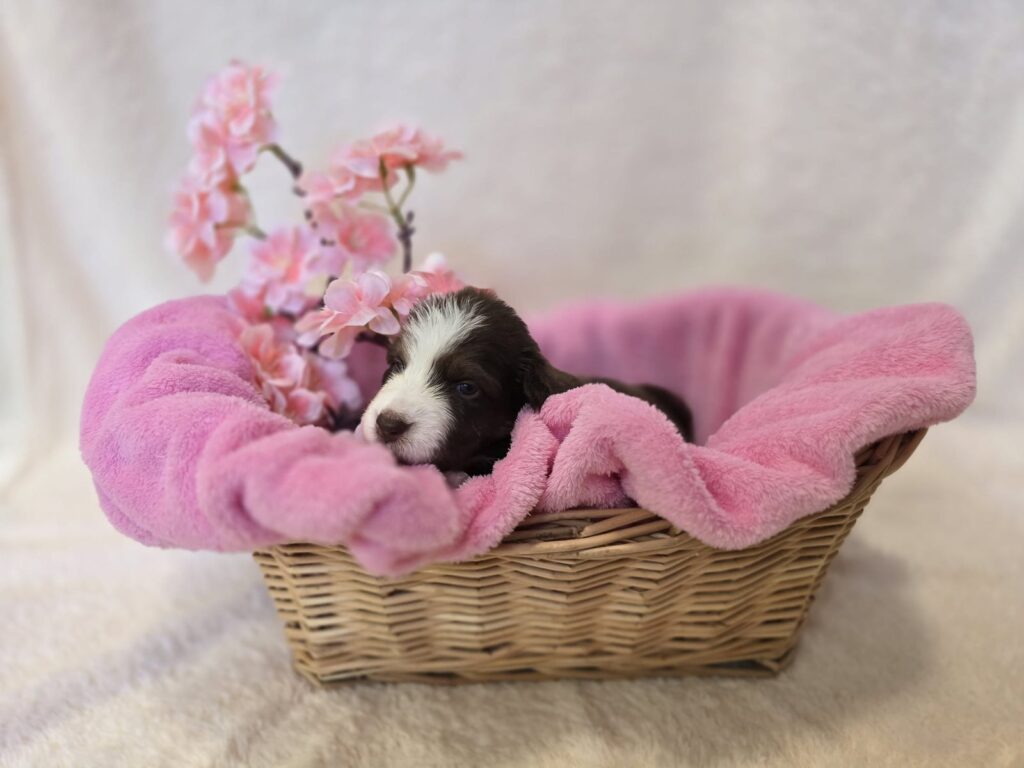 Australian Shepherd Welpe in Red Tri aus dem Sommer 2026 Wurf im Weidenkörbchen mit rosa Decke – Zuchtstätte Fluffy Giant