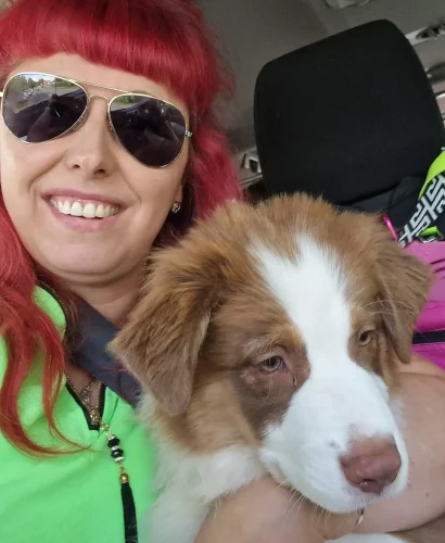 Züchterin mit jungem Australian Shepherd in Red Tri auf dem Arm im Auto