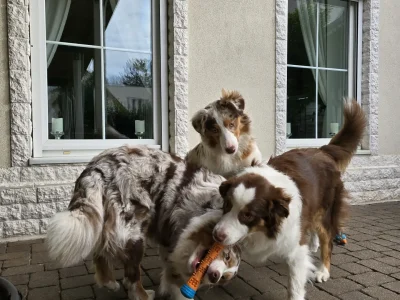 Drei Australian Shepherds spielen mit Spielzeug vor dem Haus der Zuchtstätte Fluffy Giant